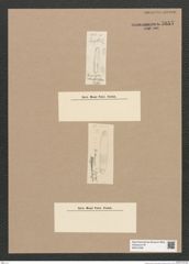Diatomeae indet. Zeichnungen Sammlung Grunow Nr. 5857 (NHMW-BOT-W0374296)